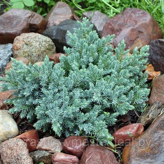 Можжевельник чешуйчатый Блю (Стар Juniperus squamata "Blue Star") С3 В. 15-20 см