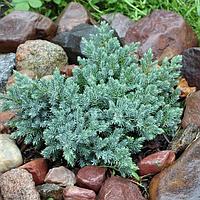 Можжевельник чешуйчатый Блю (Стар Juniperus squamata "Blue Star") С3 В. 15-20 см