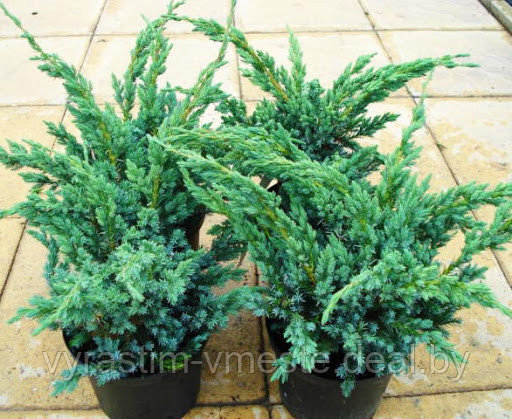 Можжевельник чешуйчатый «Мейери» (Juniperus squamata «Meyeri»), С7,5, диам:80см - фото 3 - id-p123262148