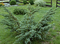 Можжевельник чешуйчатый «Мейери» (Juniperus squamata «Meyeri»), С7,5, диам:80см