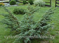 Можжевельник чешуйчатый «Мейери»  (Juniperus squamata «Meyeri»), С7,5, диам:80см