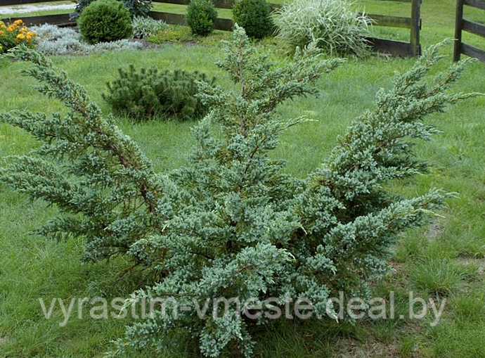 Можжевельник чешуйчатый «Мейери» (Juniperus squamata «Meyeri»), С7,5, диам:80см - фото 1 - id-p123262148