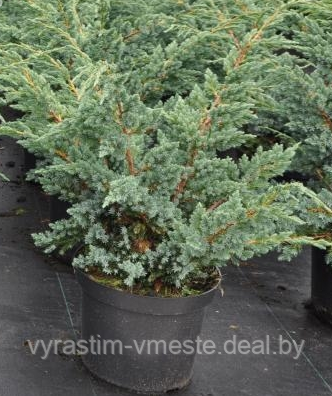 Можжевельник чешуйчатый «Мейери» (Juniperus squamata «Meyeri»), С7,5, диам:80см - фото 2 - id-p123262148