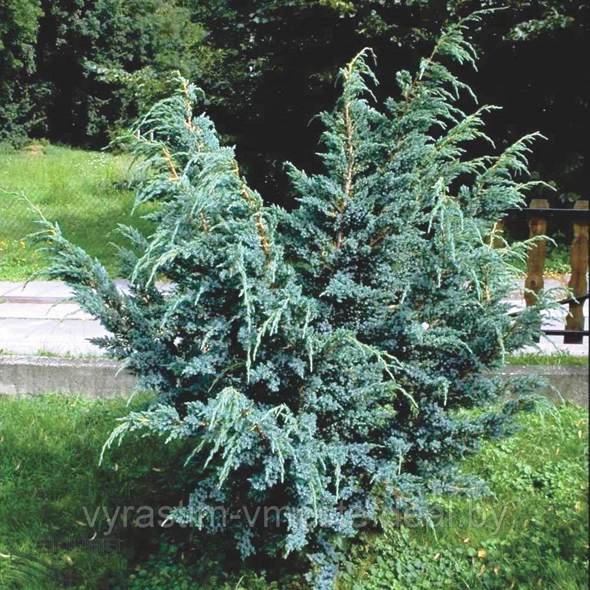 Можжевельник чешуйчатый «Мейери» (Juniperus squamata «Meyeri»), С7,5, диам:80см - фото 4 - id-p123262148