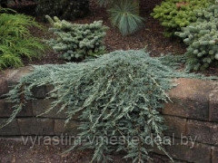 Можжевельник горизонтальный Айс Блю ( Juniperus horizontalis Icee Blue) С5 - фото 2 - id-p123262231
