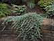 Можжевельник горизонтальный Айс Блю ( Juniperus horizontalis Icee Blue) С5, фото 2