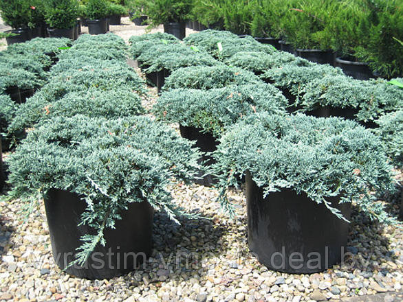 Можжевельник горизонтальный Айс Блю ( Juniperus horizontalis Icee Blue) С5