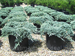 Можжевельник горизонтальный Айс Блю ( Juniperus horizontalis Icee Blue) С5