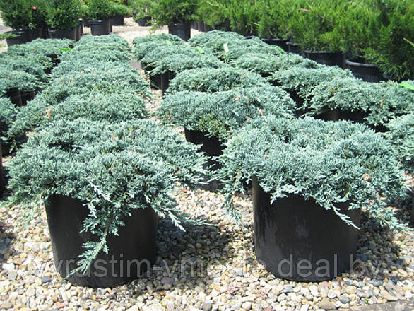 Можжевельник горизонтальный Айс Блю ( Juniperus horizontalis Icee Blue) С5 - фото 1 - id-p123262231