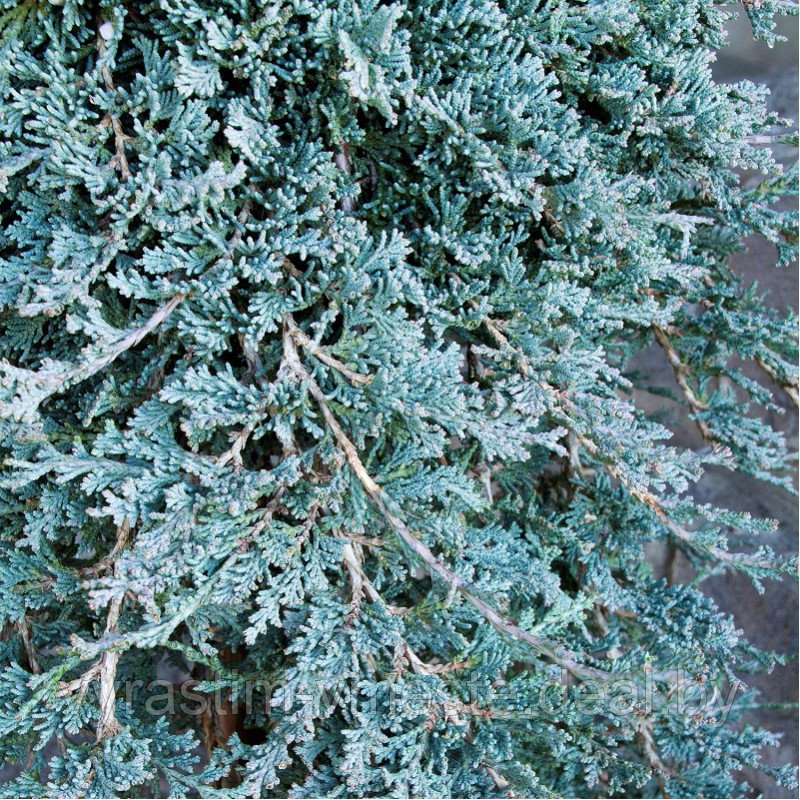 Можжевельник горизонтальный Айс Блю ( Juniperus horizontalis Icee Blue) С5 - фото 3 - id-p123262231