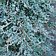 Можжевельник горизонтальный Айс Блю ( Juniperus horizontalis Icee Blue) С5, фото 3