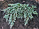 Можжевельник горизонтальный Айс Блю ( Juniperus horizontalis Icee Blue) С5, фото 4