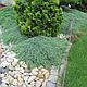 Можжевельник горизонтальный Айс Блю ( Juniperus horizontalis Icee Blue) С5, фото 5