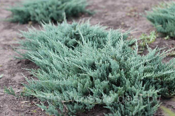 Можжевельник горизонтальный Блю Чип (Juniperus horisontalis Blue Chip) С3 Д.25-30 см