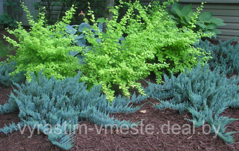 Можжевельник горизонтальный Блю Чип (Juniperus horisontalis Blue Chip) С3 Д.25-30 см - фото 2 - id-p48968384