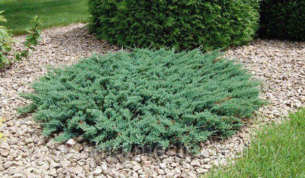 Можжевельник горизонтальный Блю Чип (Juniperus horisontalis Blue Chip) С3 Д.25-30 см - фото 6 - id-p48968384