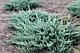 Можжевельник горизонтальный Блю Чип (Juniperus horisontalis Blue Chip) С7.5 Д.50-55 см, фото 3