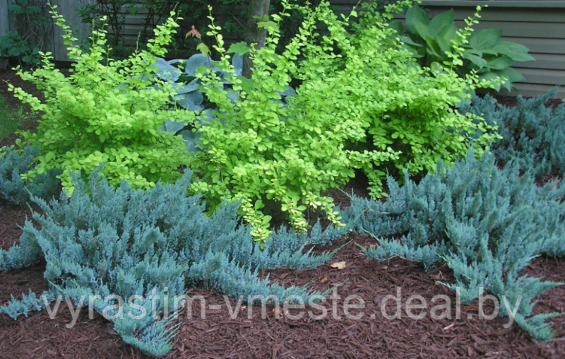 Можжевельник горизонтальный Блю Чип (Juniperus horisontalis Blue Chip) С7.5 Д.50-55 см - фото 4 - id-p4241160