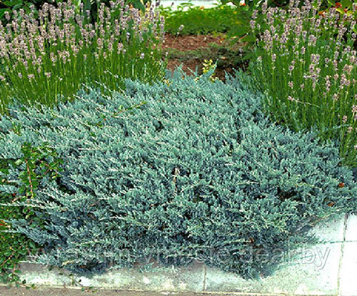 Можжевельник горизонтальный Блю Чип (Juniperus horisontalis Blue Chip) С7.5 Д.50-55 см - фото 1 - id-p4241160