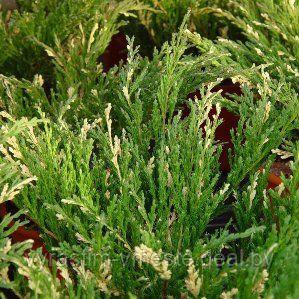 Можжевельник горизонтальный Андорра Вариегата (Juniperus horizontalis Andorra Variegata)С3 В.25-30см - фото 4 - id-p123268821