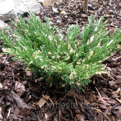 Можжевельник горизонтальный Андорра Вариегата (Juniperus horizontalis Andorra Variegata)С3 В.25-30см - фото 2 - id-p123268821