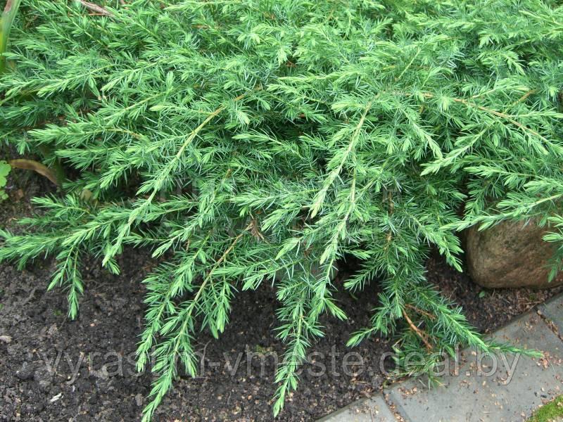 Можжевельник обыкновенный Грин Карпет (Juniperus communis 'Green Carpet ), С3, диам:40-45см - фото 4 - id-p48981327