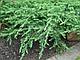 Можжевельник обыкновенный Грин Карпет  (Juniperus communis  'Green Carpet’), С3, диам:40-45см, фото 4