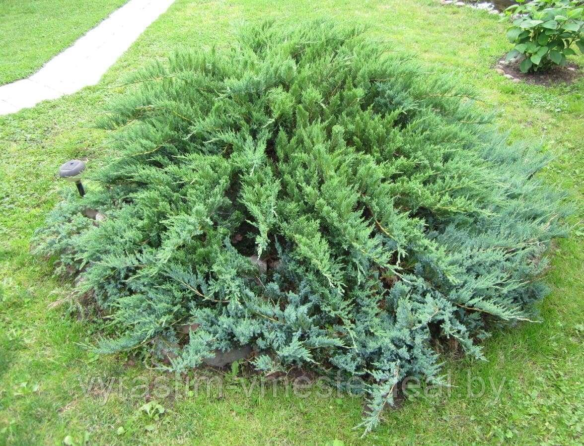 Можжевельник обыкновенный Грин Карпет (Juniperus communis 'Green Carpet ), С3, диам:40-45см - фото 3 - id-p48981327