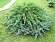 Можжевельник обыкновенный Грин Карпет  (Juniperus communis  'Green Carpet’), С3, диам:40-45см, фото 3