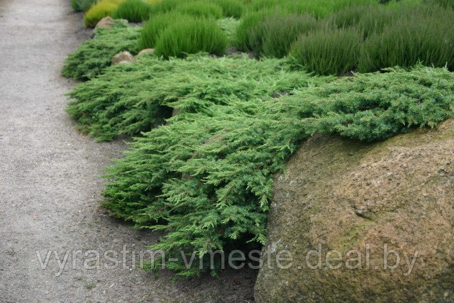 Можжевельник обыкновенный Грин Карпет (Juniperus communis 'Green Carpet ), С3, диам:40-45см - фото 2 - id-p48981327
