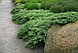 Можжевельник обыкновенный Грин Карпет  (Juniperus communis  'Green Carpet’), С3, диам:40-45см, фото 2