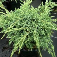 Можжевельник чешуйчатый  Холгер  (Juniperus squamata `Holger`) С5