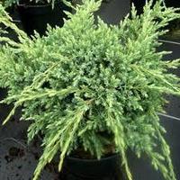 Можжевельник чешуйчатый Холгер (Juniperus squamata `Holger`) С5