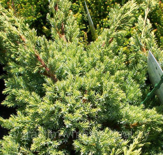 Можжевельник чешуйчатый Холгер (Juniperus squamata `Holger`) С5 - фото 3 - id-p14398655