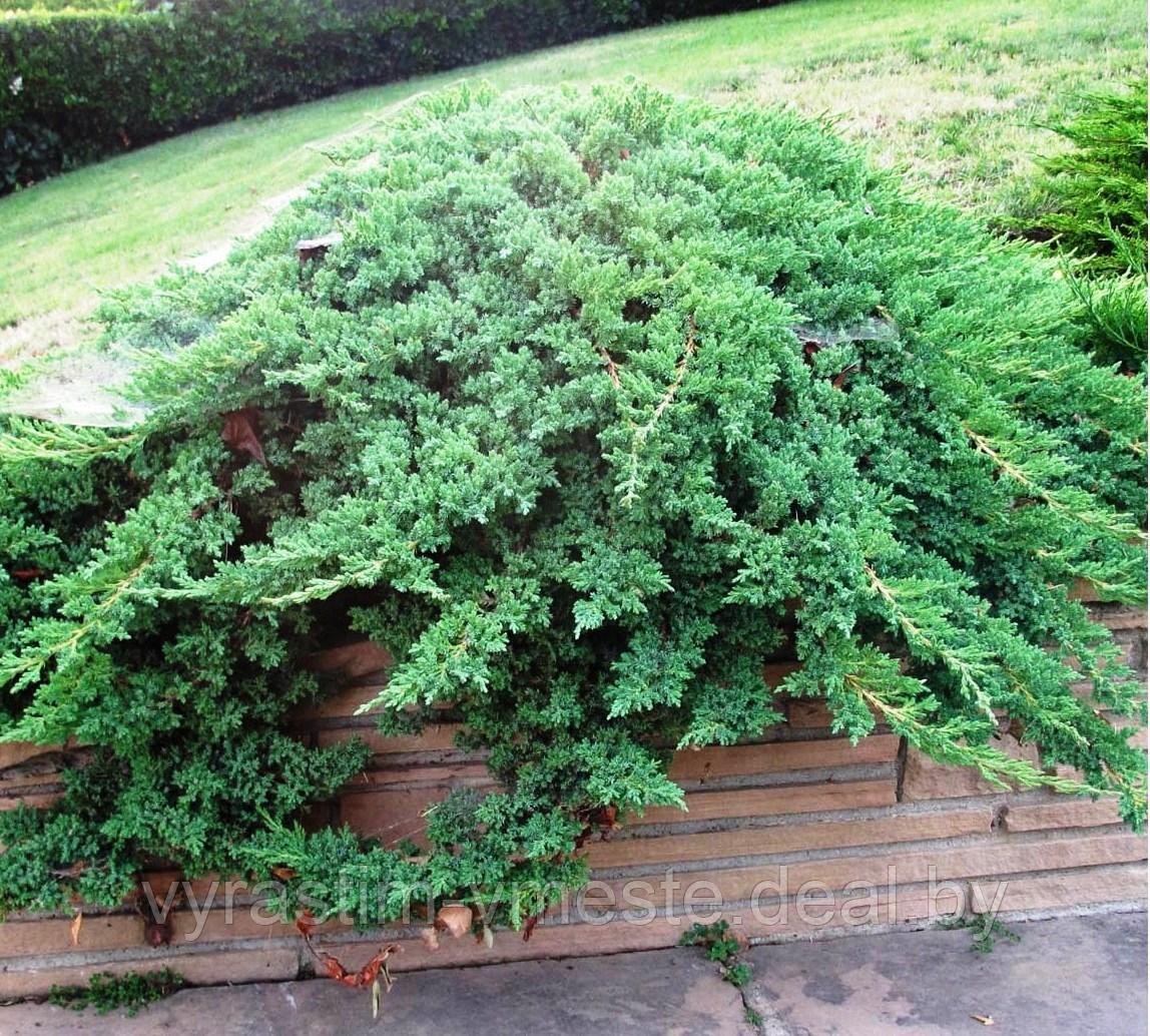 Можжевельник прокумбенс/лежачий Нана (Juniperus procumbens Nana), С3, диам:25-35см - фото 2 - id-p49143612