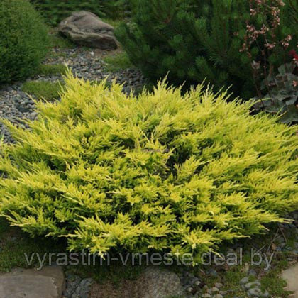 Можжевельник горизонтальный Лаймглоу (Juniperus Horizontalis Limeglow ), С3, диам:10-15см - фото 4 - id-p4241169