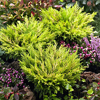 Можжевельник горизонтальный Лаймглоу (Juniperus Horizontalis Limeglow ), С3, диам:10-15см