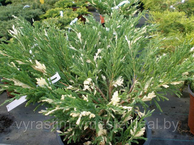 Можжевельник горизонтальный Aндорра Вариегата (Juniperus horizontalis 'Andorra Variegata') - фото 4 - id-p123288878