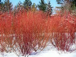 Дерен белый Элегантиссима (Cornus alba Elegantissima ), С3, выс. 60-70 см - фото 5 - id-p4254066