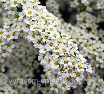 Спирея серая Гревшейм (Spiraea cinerea Grefsheim ) - фото 3 - id-p123443089