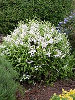 Дейция изящная (Deutzia gracilis), С 2, выс. 20 см