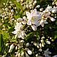 Дейция изящная (Deutzia gracilis), С 2, выс. 20 см, фото 3