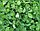 Семена "Клевер Белый" (ползучий) DLF Клондайк 5 кг, фото 3
