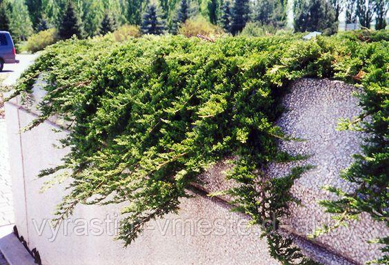 Можжевельник горизонтальный Принц Уэльский (Juniperus horizontalis Prince of Wales ), С3, диам:25-35см - фото 3 - id-p123496353