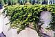 Можжевельник горизонтальный Принц Уэльский (Juniperus horizontalis ‘Prince of Wales’), С3, диам:25-35см, фото 3