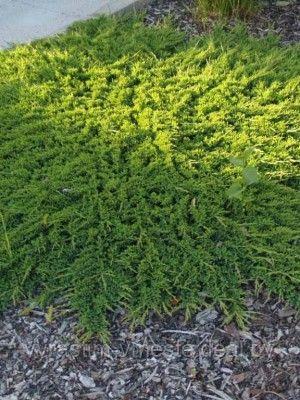 Можжевельник горизонтальный Принц Уэльский (Juniperus horizontalis Prince of Wales ), С3, диам:25-35см - фото 5 - id-p123496353