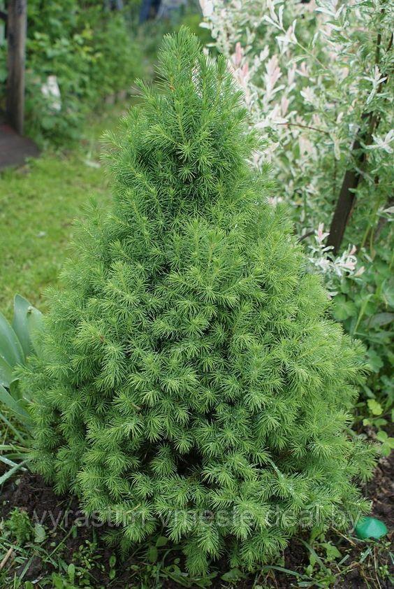 Ель канадская Коника (Picea glauca Conica )С 35 В.80-90 см - фото 1 - id-p4241466