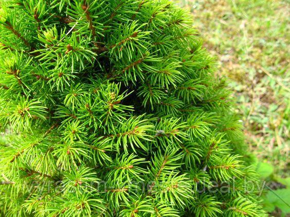 Ель канадская Коника (Picea glauca Conica )С 35 В.80-90 см - фото 5 - id-p4241466
