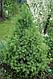 Ель канадская Коника (Picea glauca ‘Conica’) С 35 В.90-110 см, фото 2