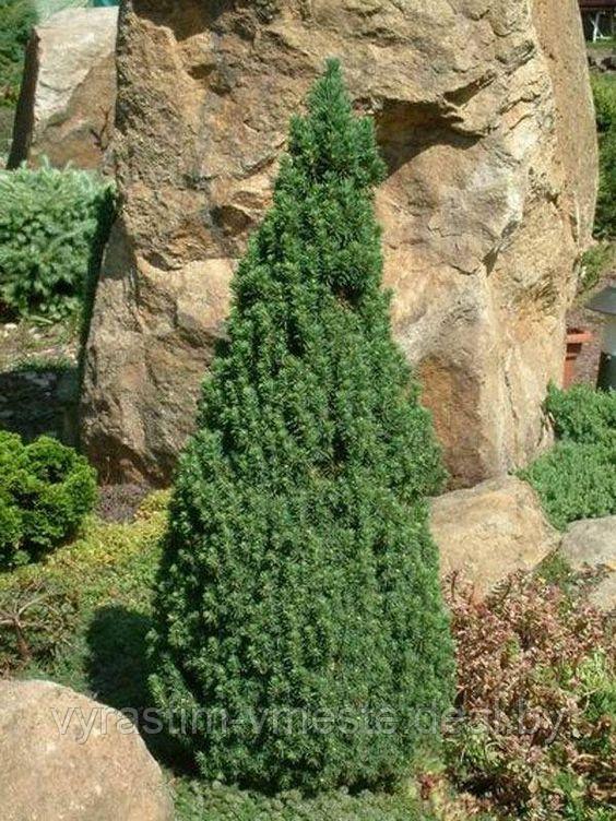 Ель канадская Коника (Picea glauca ‘Conica’) С 35 В.90-110 см